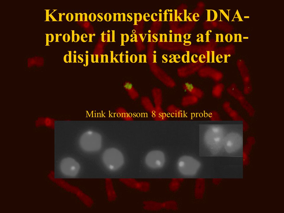 Mink kromosom 8 specifik probe
