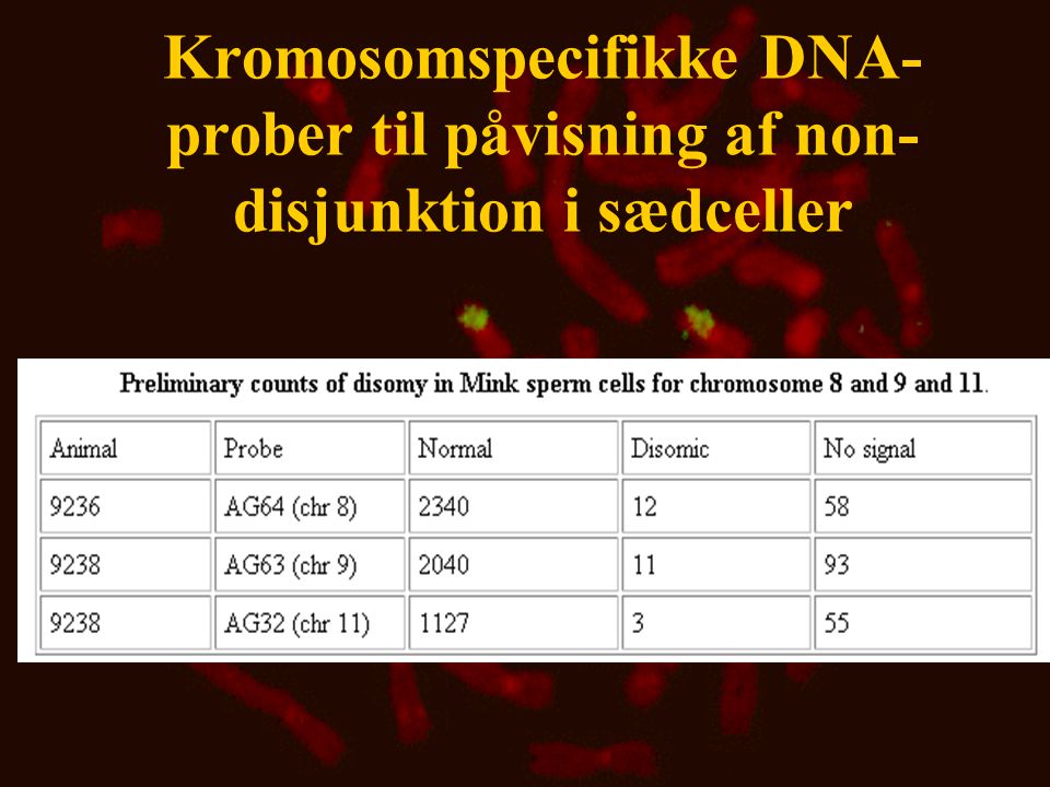 Kromosomspecifikke DNA-prober til påvisning af non-disjunktion i sædceller