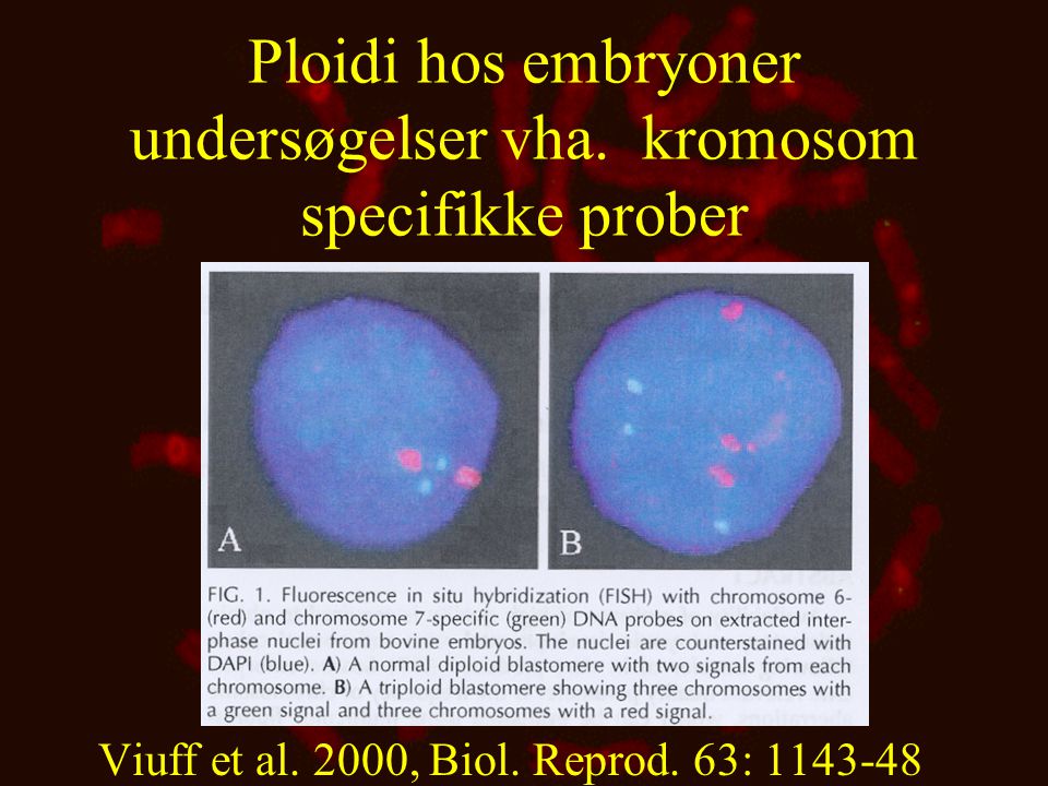 Ploidi hos embryoner undersøgelser vha. kromosom specifikke prober