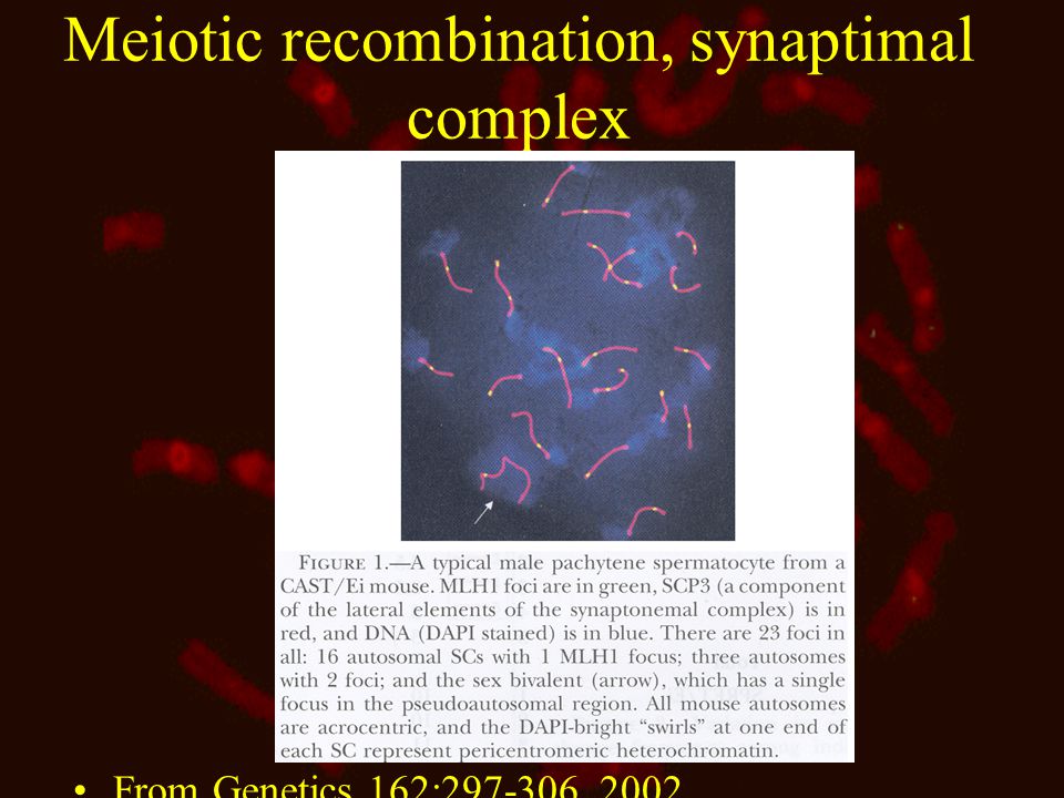 Meiotic recombination, synaptimal complex