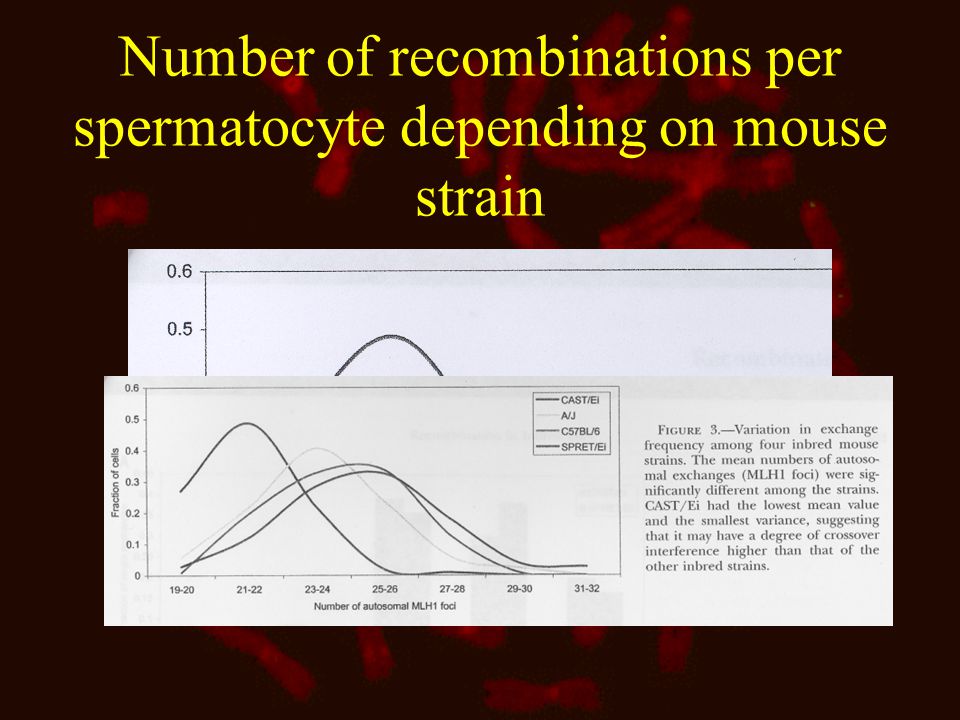 Number of recombinations per spermatocyte depending on mouse strain
