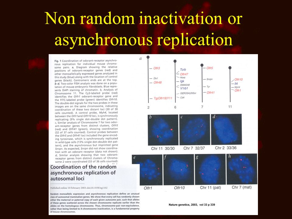 Non random inactivation or asynchronous replication