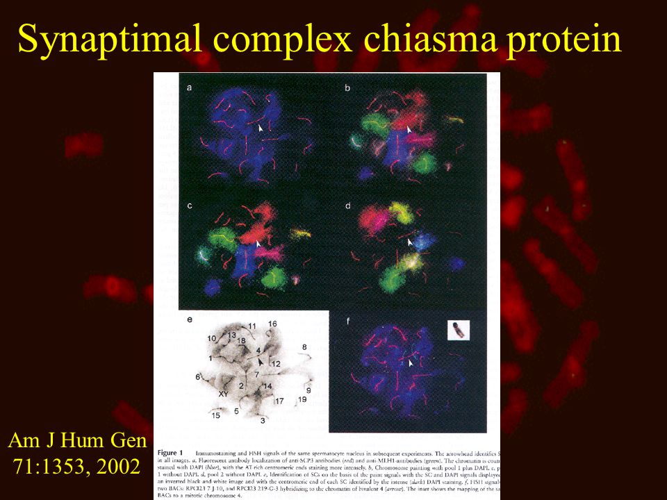 Synaptimal complex chiasma protein