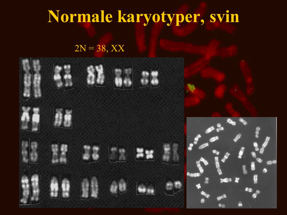 Normale karyotyper, svin