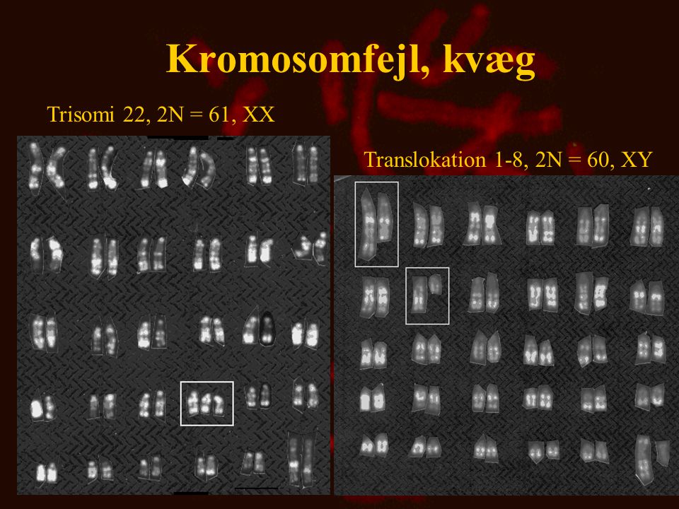 Kromosomfejl, kvæg Trisomi 22, 2N = 61, XX