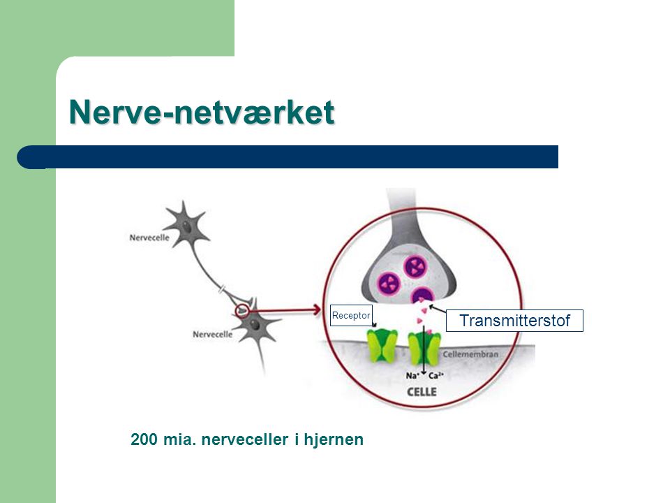Nerve-netværket Transmitterstof 200 mia. nerveceller i hjernen