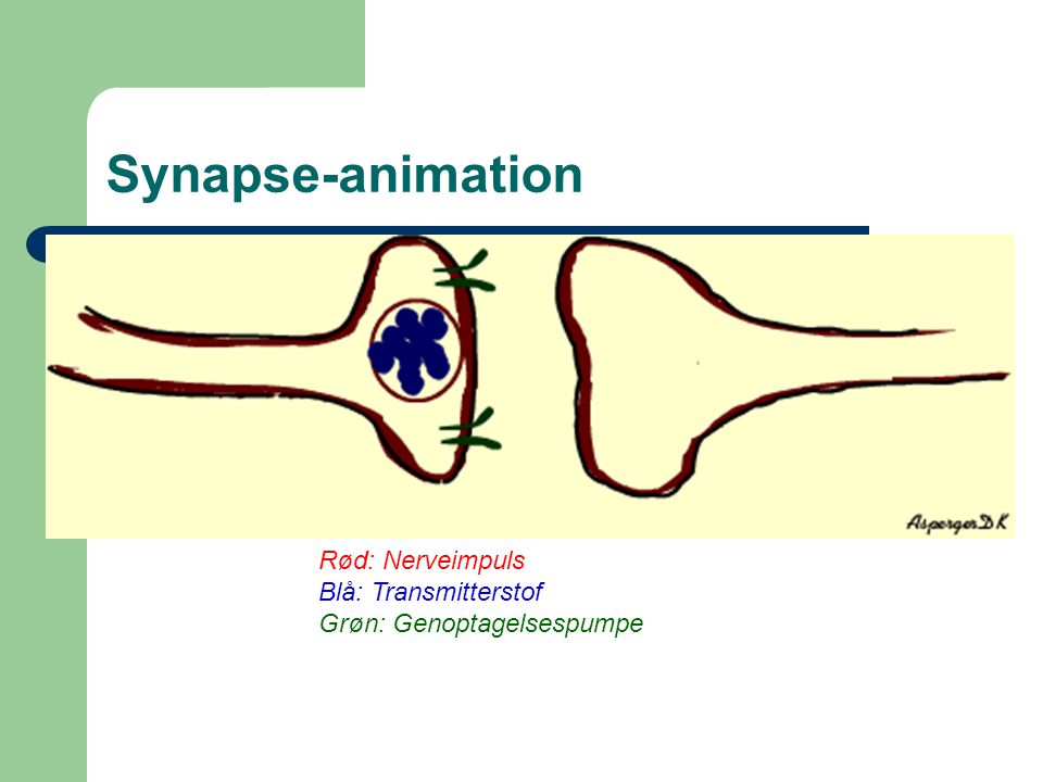 Synapse-animation Rød: Nerveimpuls Blå: Transmitterstof