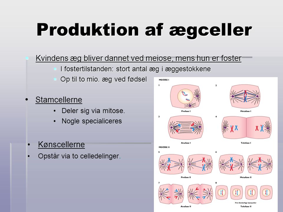 Produktion af ægceller