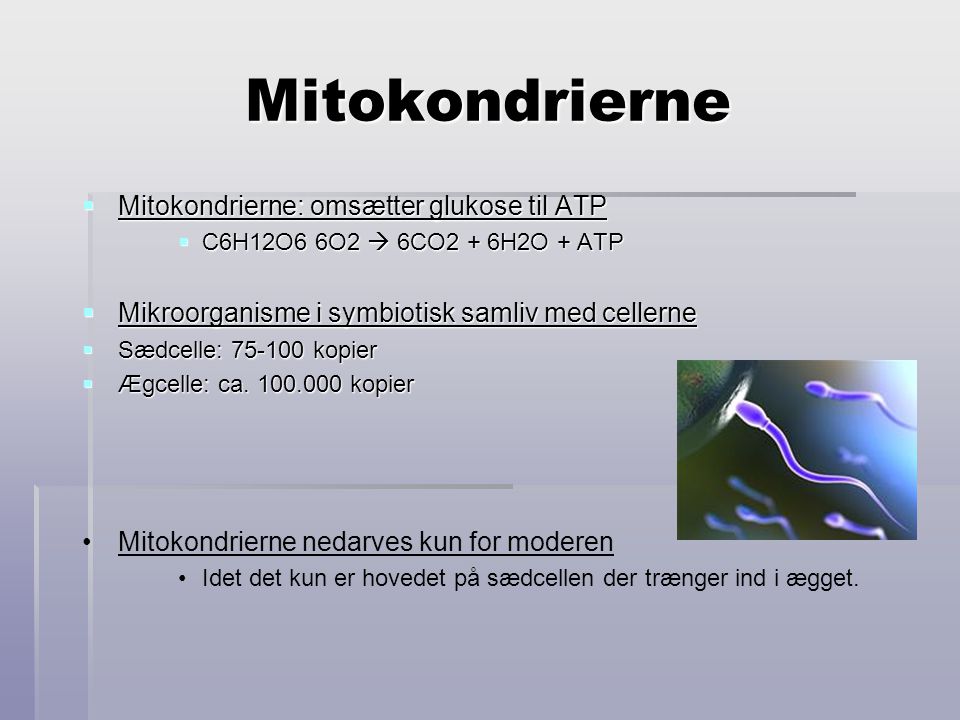 Mitokondrierne Mitokondrierne: omsætter glukose til ATP