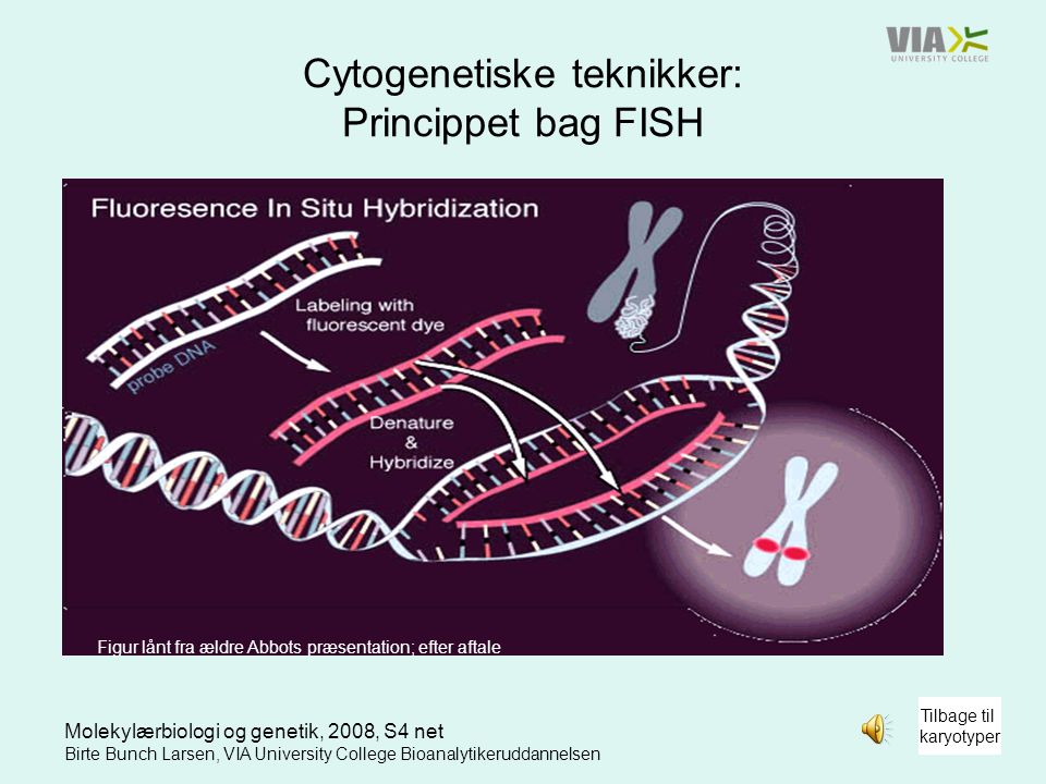 Cytogenetiske teknikker: Princippet bag FISH