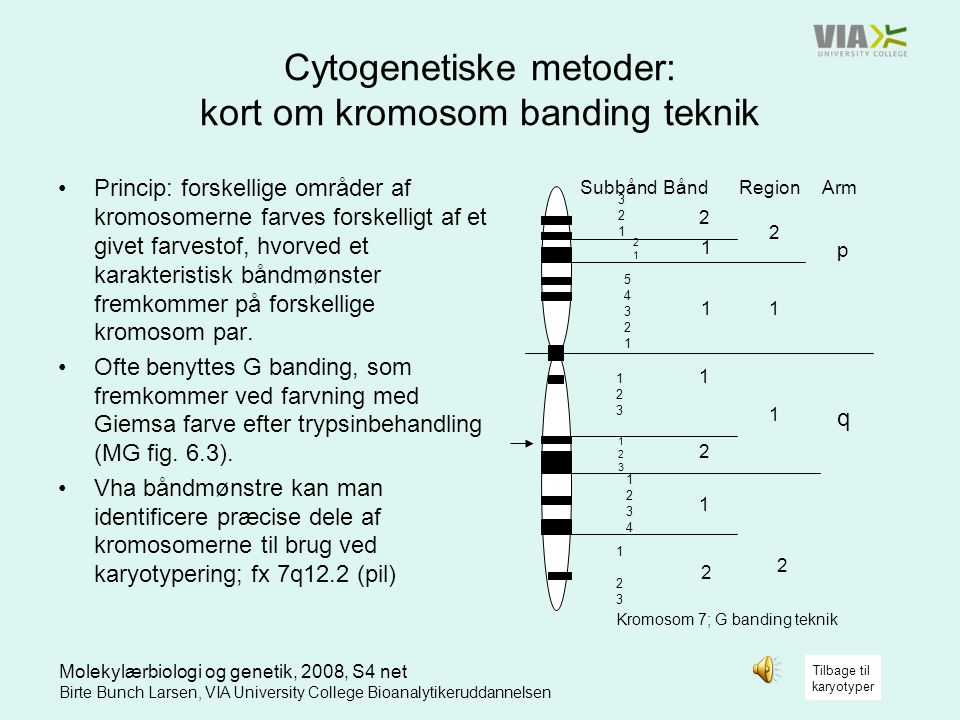 Cytogenetiske metoder: kort om kromosom banding teknik