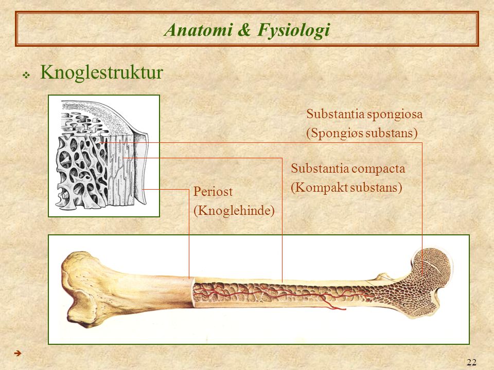 Knoglestruktur Anatomi & Fysiologi Substantia spongiosa