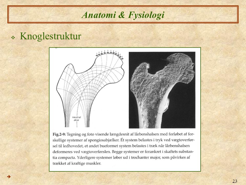 Anatomi & Fysiologi Knoglestruktur 