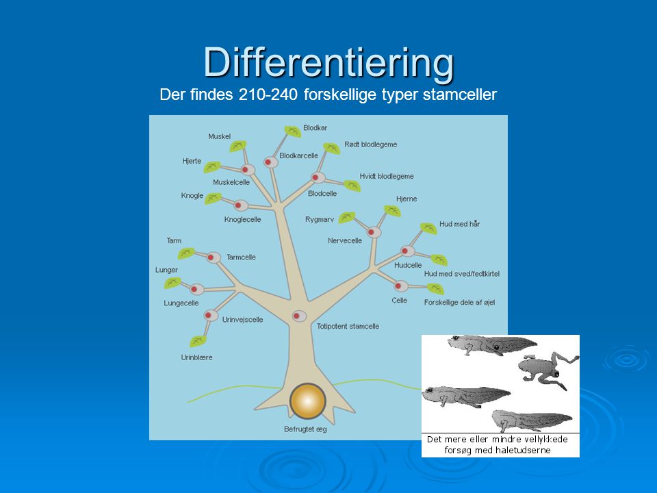 Differentiering Der findes forskellige typer stamceller