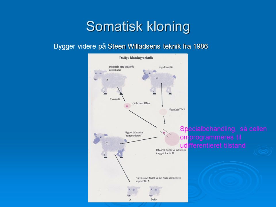Somatisk kloning Bygger videre på Steen Willadsens teknik fra 1986