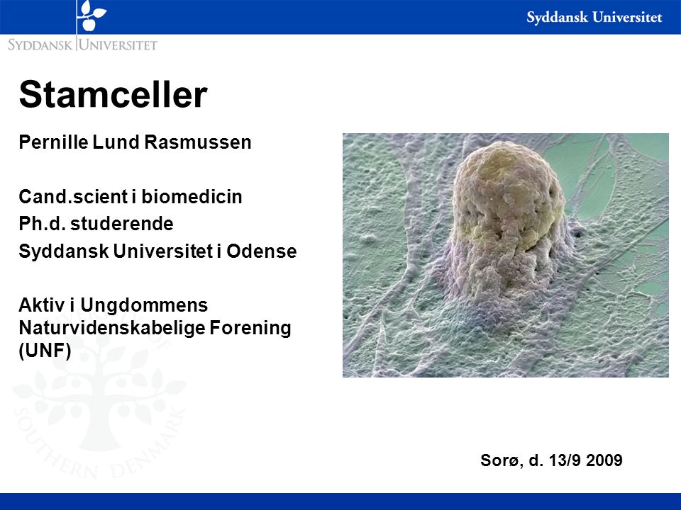 Stamceller Pernille Lund Rasmussen Cand.scient i biomedicin