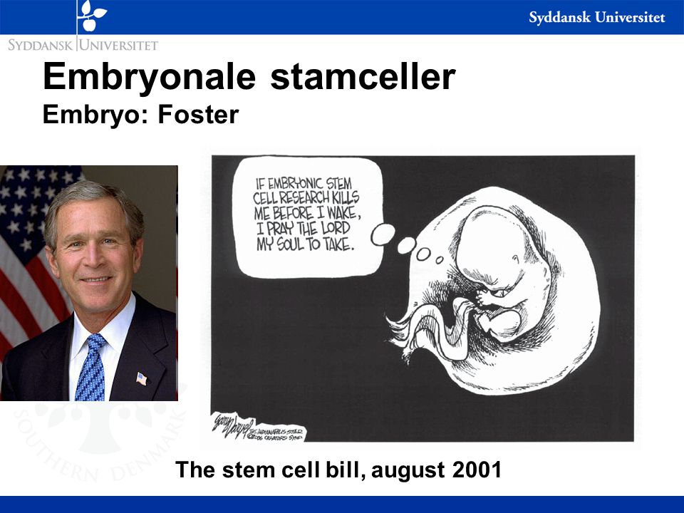 Embryonale stamceller Embryo: Foster