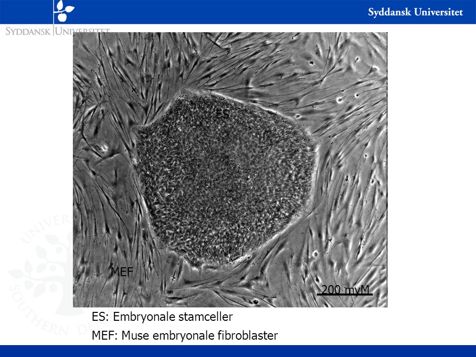 ES MEF 200 myM ES: Embryonale stamceller MEF: Muse embryonale fibroblaster