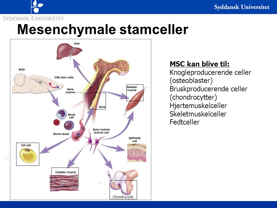 Mesenchymale stamceller