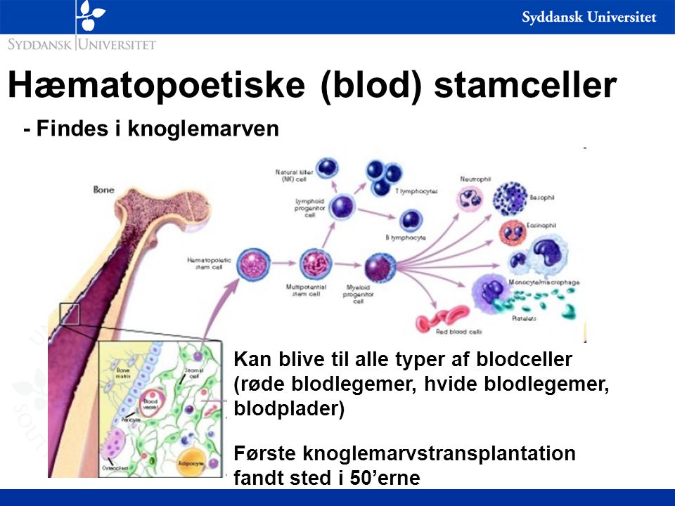 Hæmatopoetiske (blod) stamceller