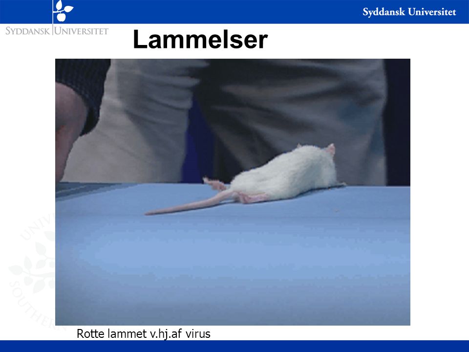 Lammelser Rotte lammet v.hj.af virus