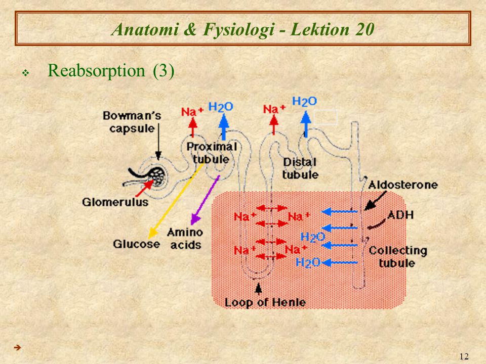 Anatomi & Fysiologi - Lektion 20