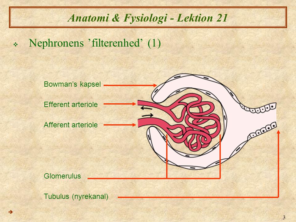 Anatomi & Fysiologi - Lektion 21