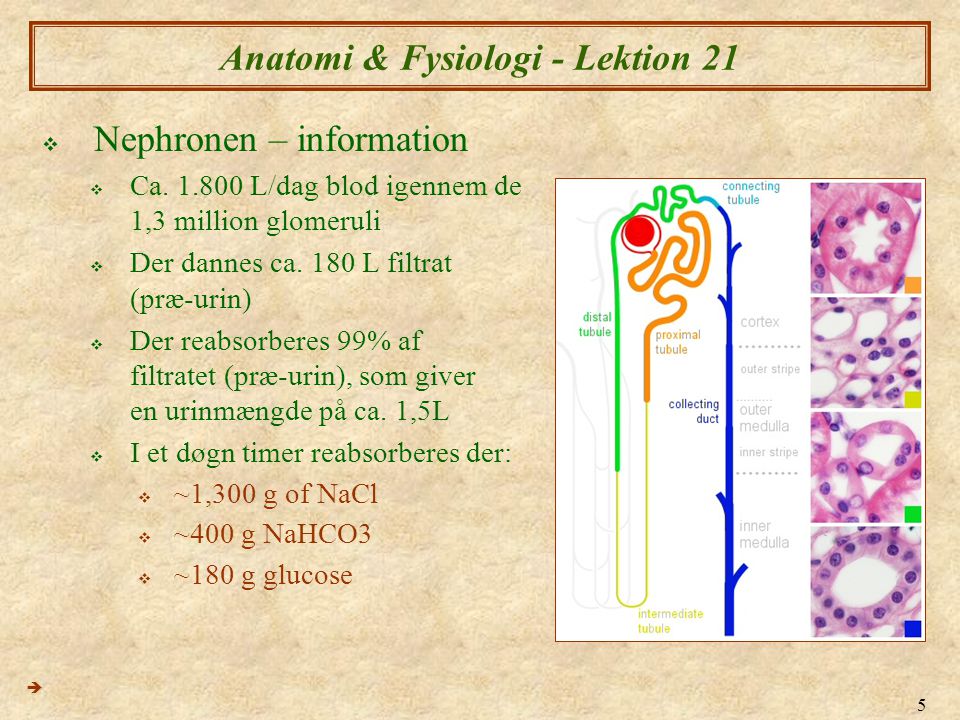 Anatomi & Fysiologi - Lektion 21