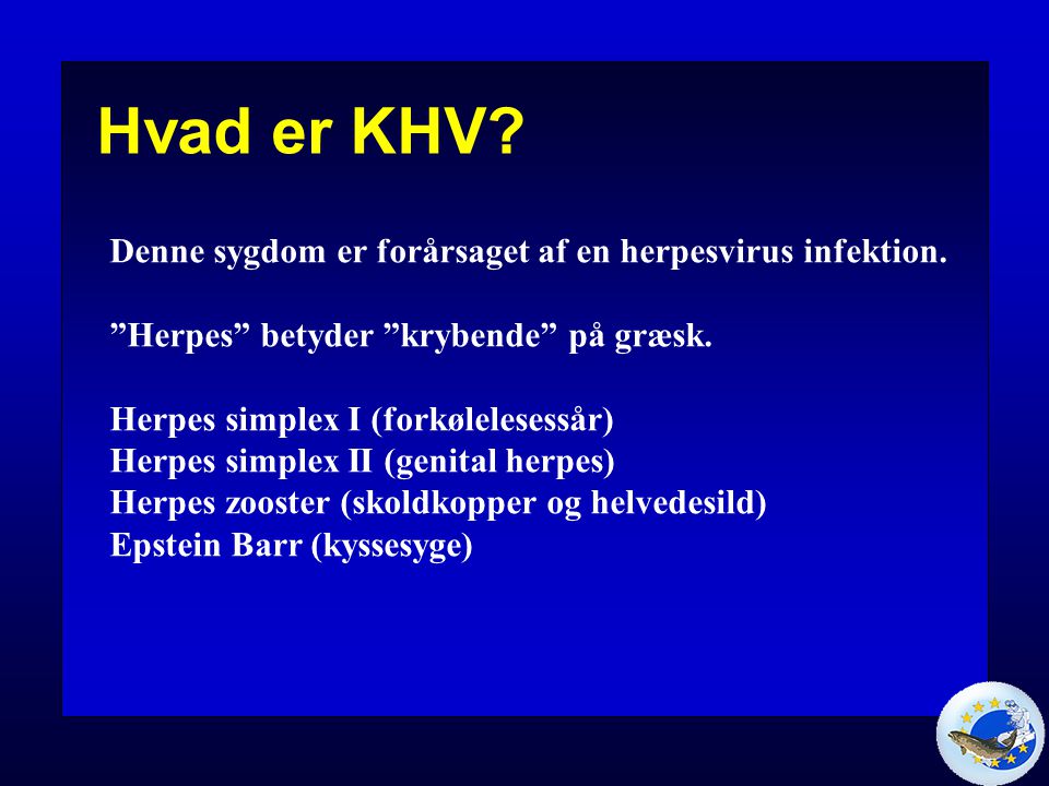 Hvad er KHV Denne sygdom er forårsaget af en herpesvirus infektion.