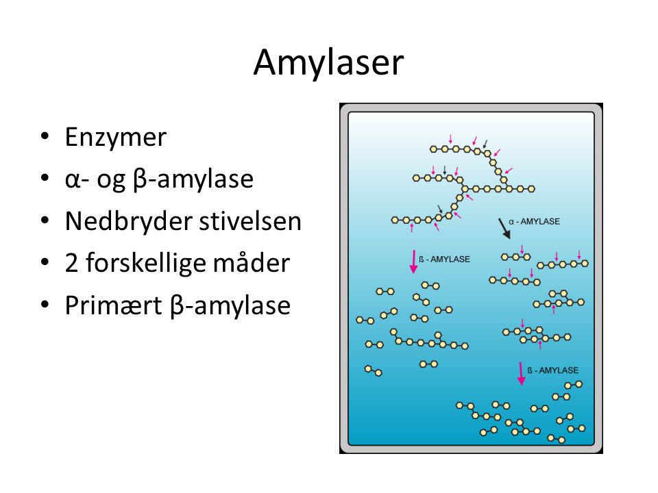 Amylaser Enzymer α- og β-amylase Nedbryder stivelsen