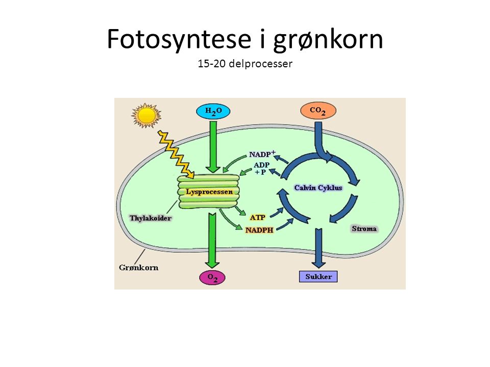 Fotosyntese i grønkorn delprocesser