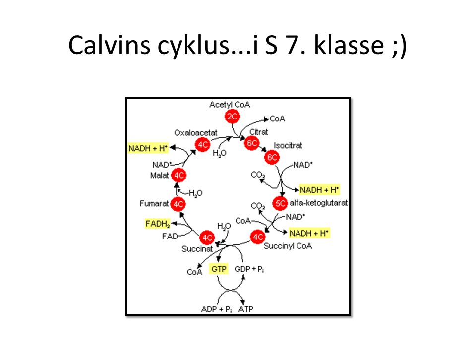 Calvins cyklus...i S 7. klasse ;)