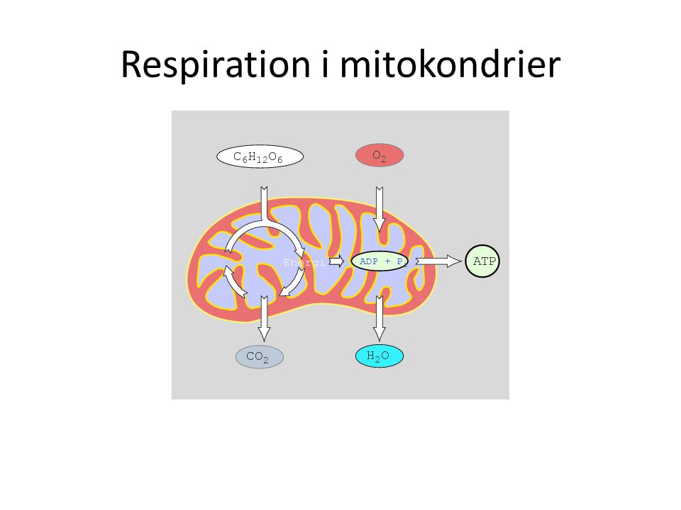 Respiration i mitokondrier