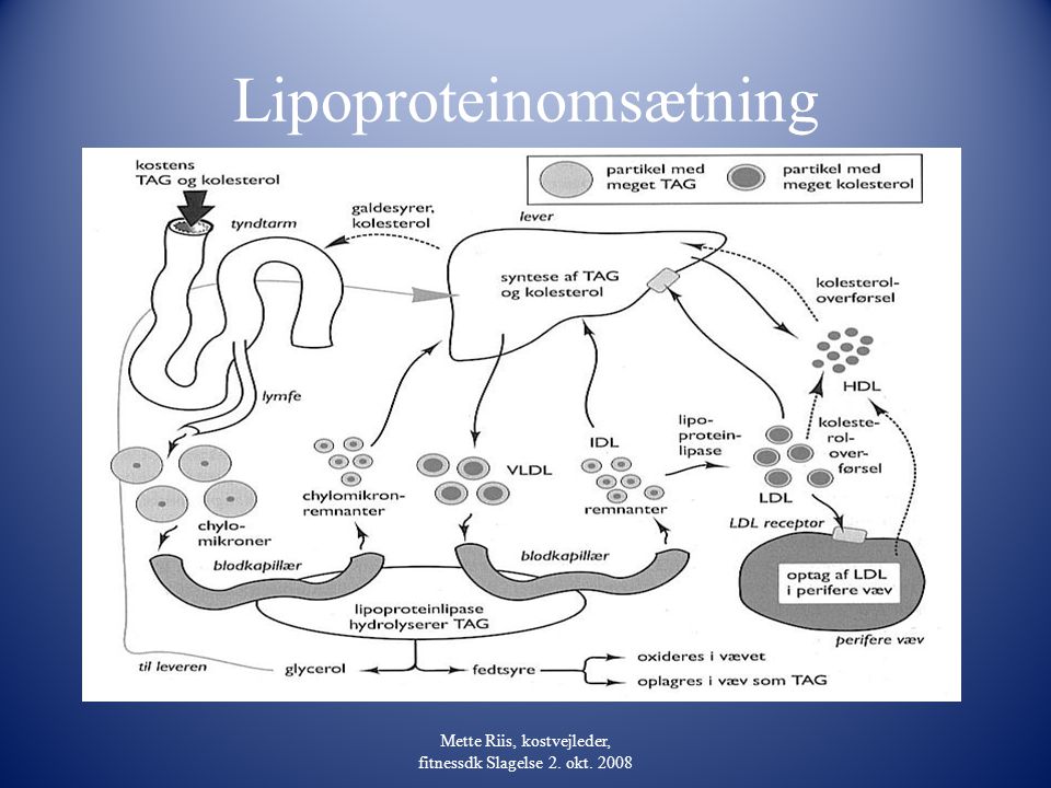 Lipoproteinomsætning