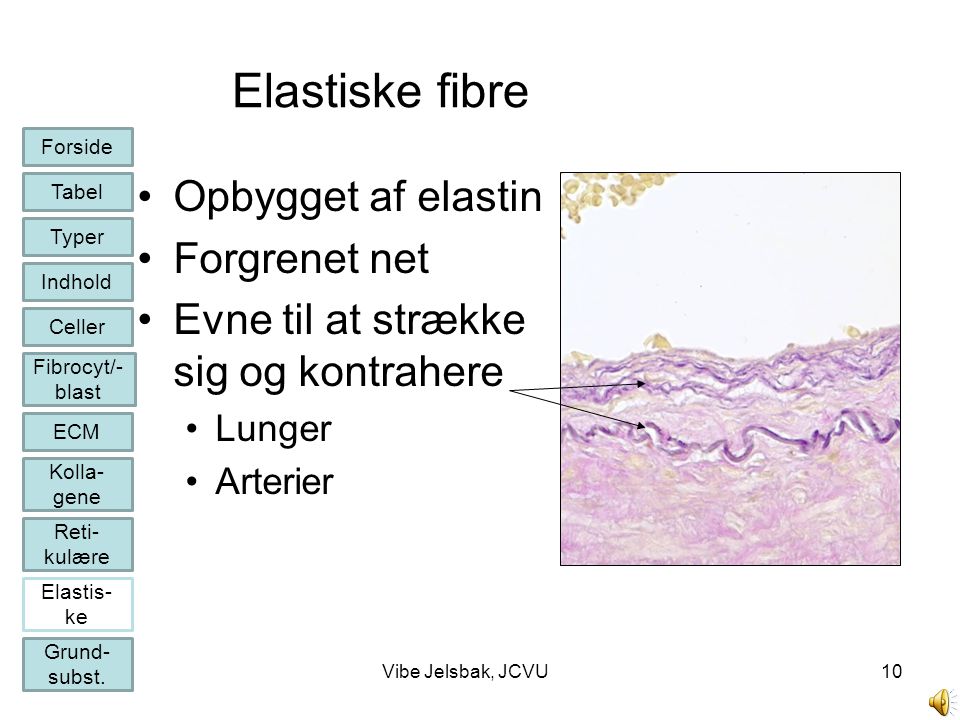 Elastiske fibre Opbygget af elastin Forgrenet net