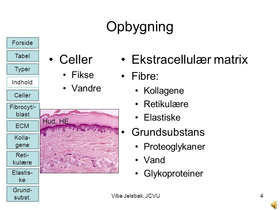 Opbygning Celler Ekstracellulær matrix Fibre: Grundsubstans Fikse