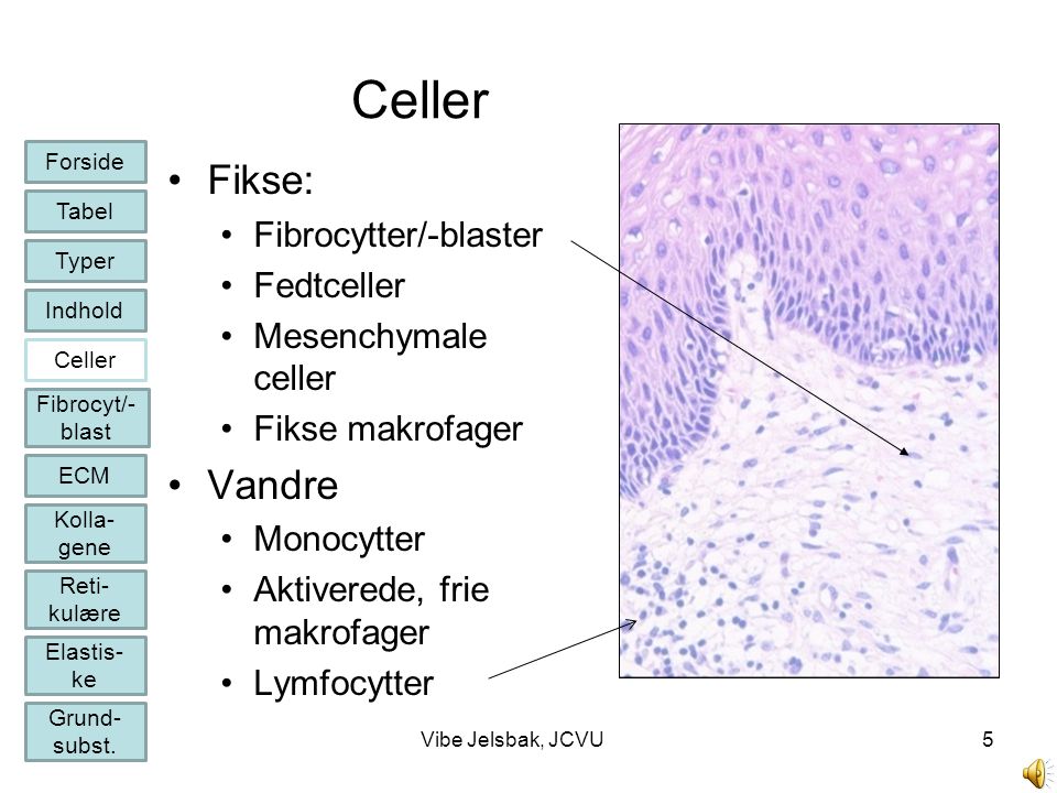 Celler Fikse: Vandre Fibrocytter/-blaster Fedtceller