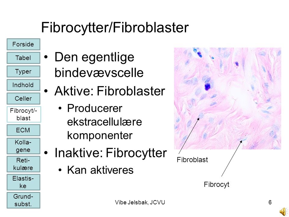 Fibrocytter/Fibroblaster