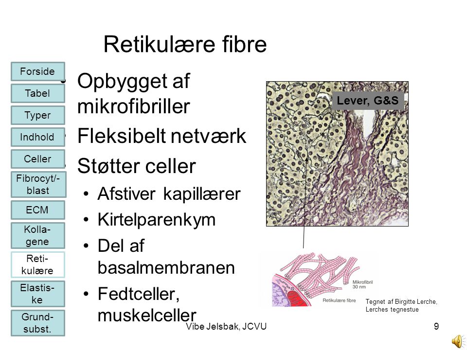 Retikulære fibre Opbygget af mikrofibriller Fleksibelt netværk