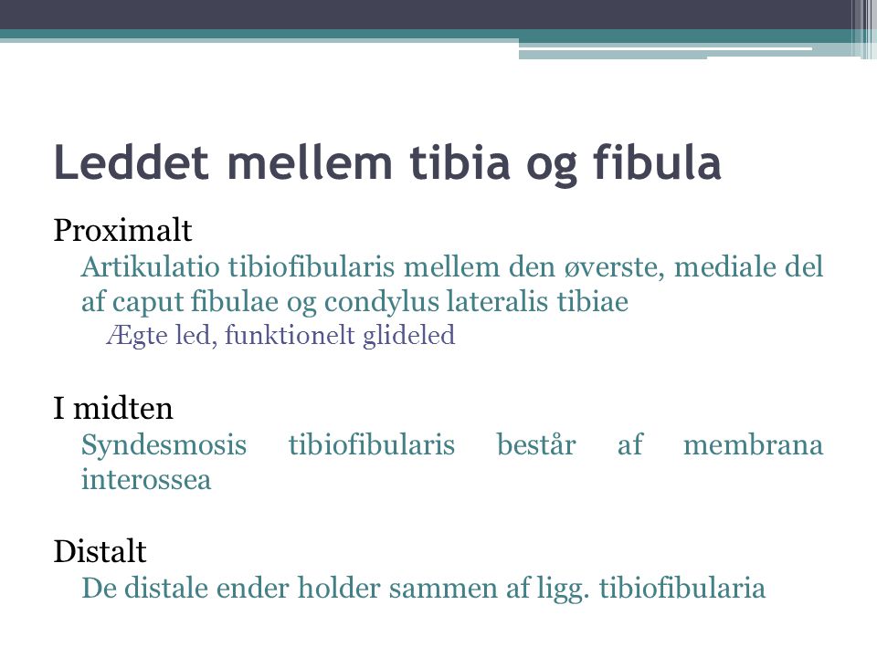 Leddet mellem tibia og fibula