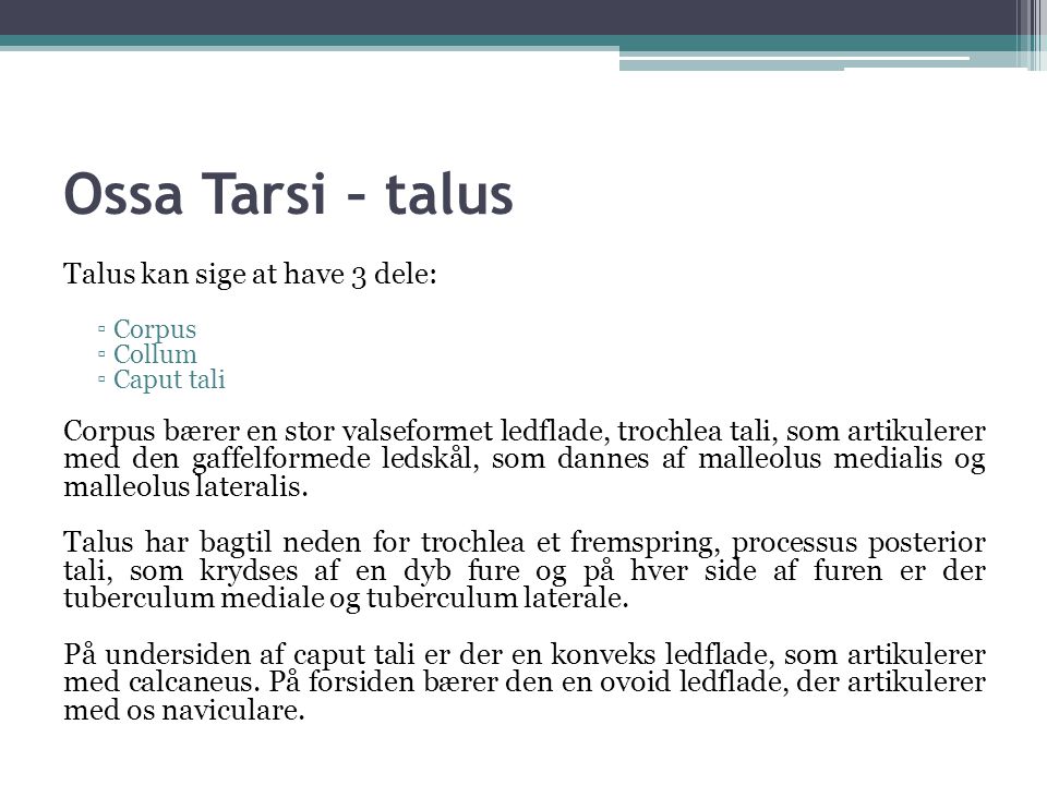 Ossa Tarsi – talus Talus kan sige at have 3 dele: