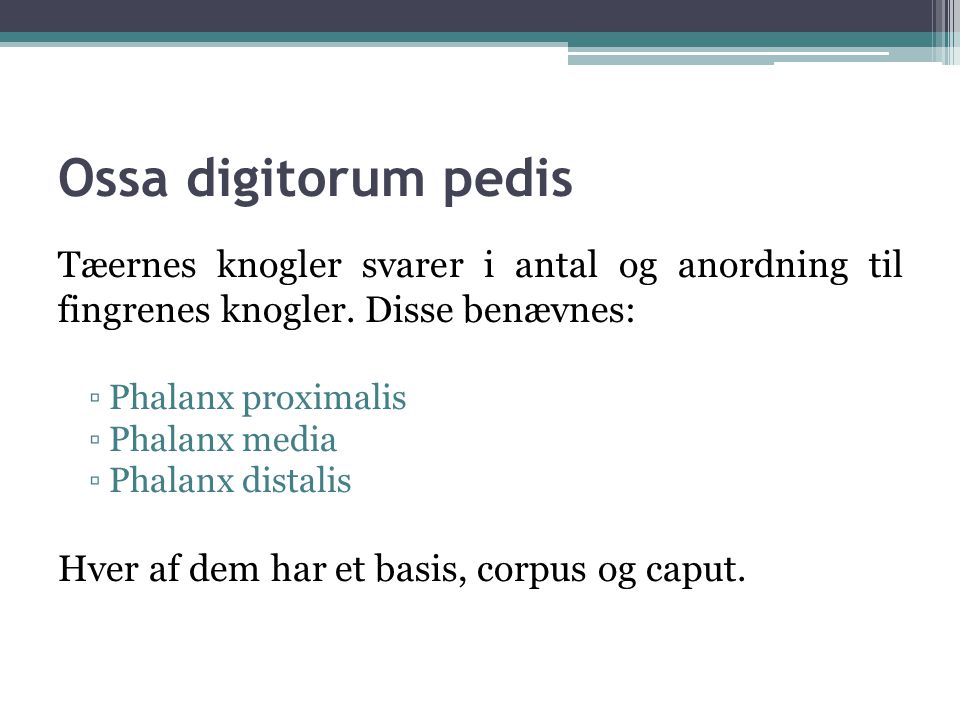 Ossa digitorum pedis Tæernes knogler svarer i antal og anordning til fingrenes knogler. Disse benævnes: