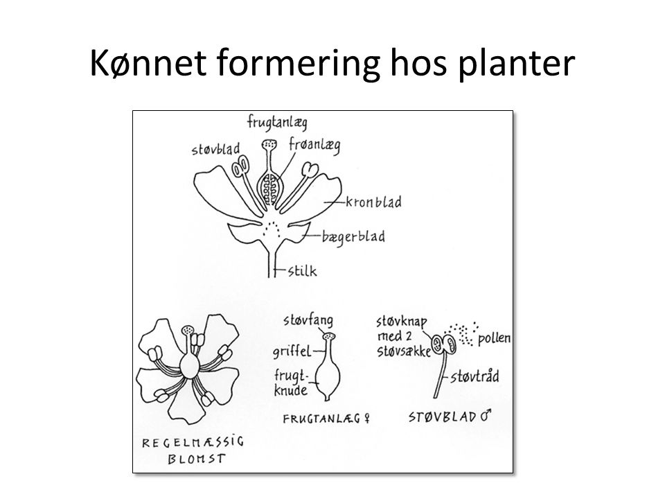 Kønnet formering hos planter
