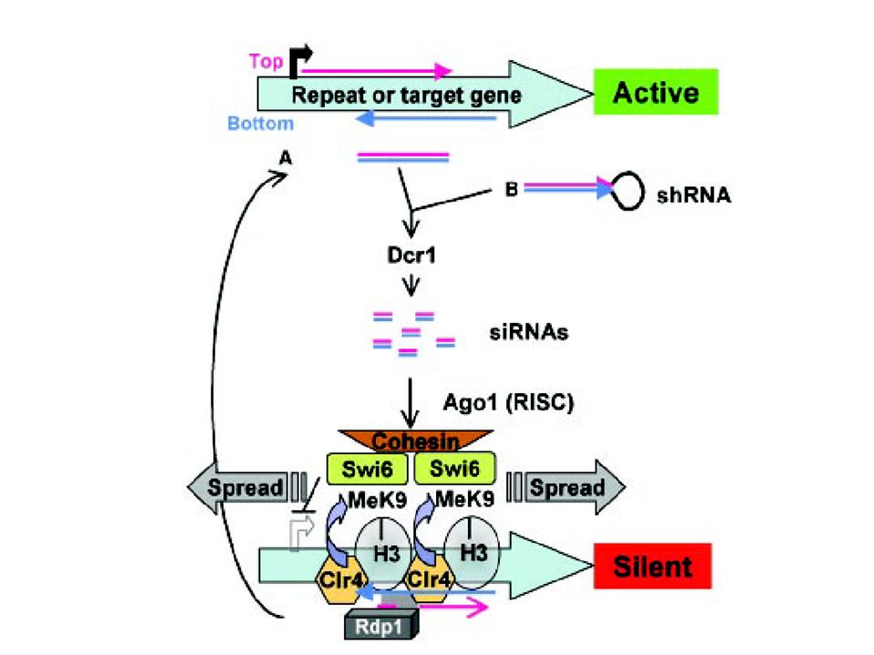 siRNA pathway i S.pombe