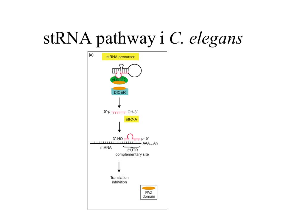 stRNA pathway i C. elegans