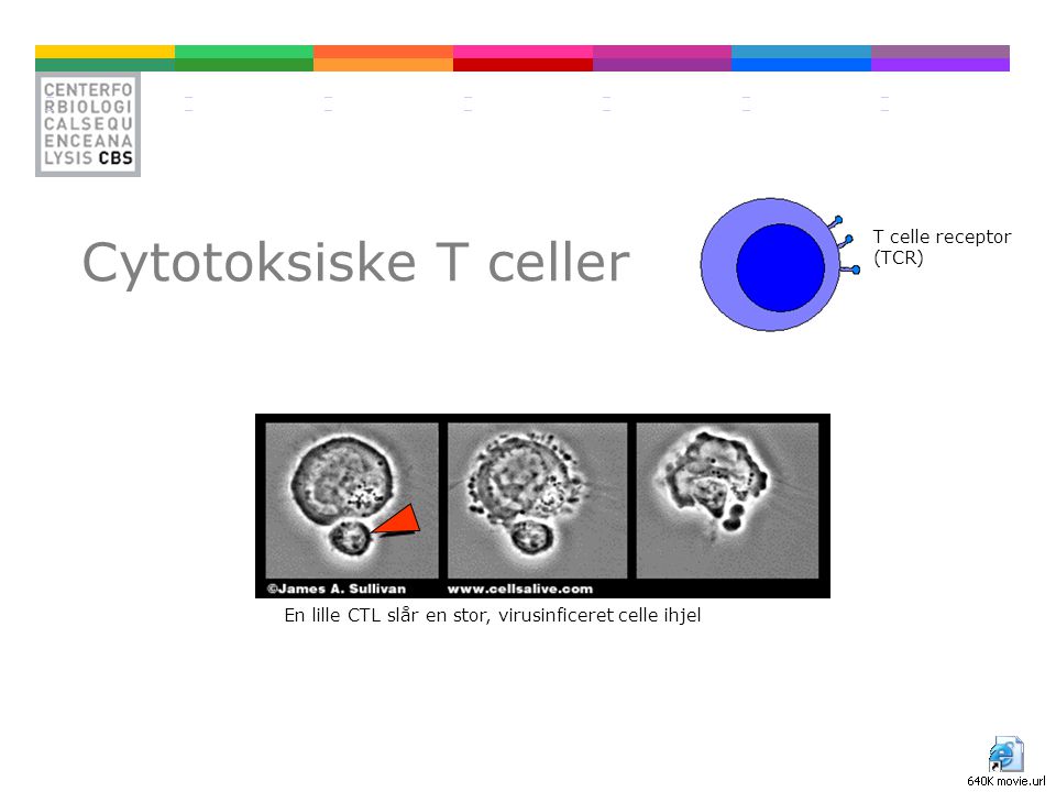Cytotoksiske T celler T celle receptor (TCR)
