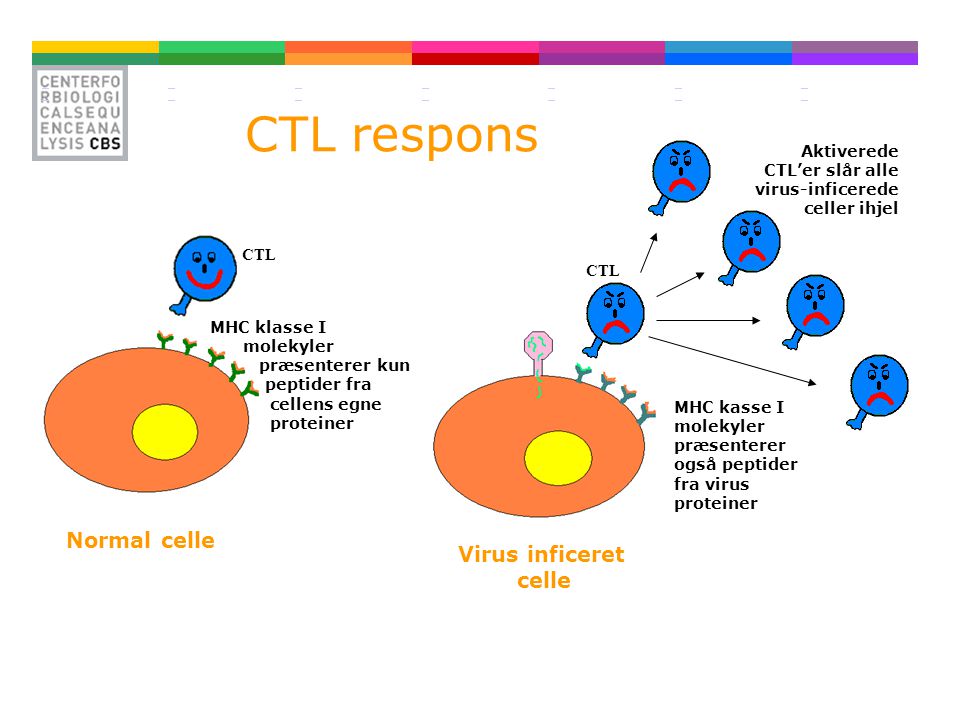 CTL respons Normal celle Virus inficeret celle