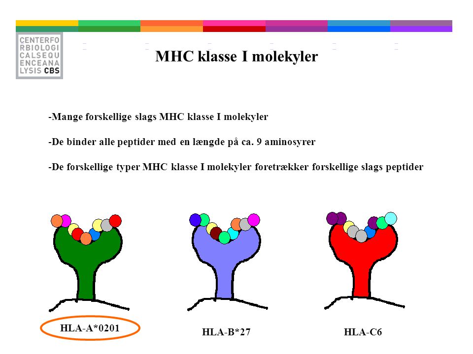 MHC klasse I molekyler Mange forskellige slags MHC klasse I molekyler