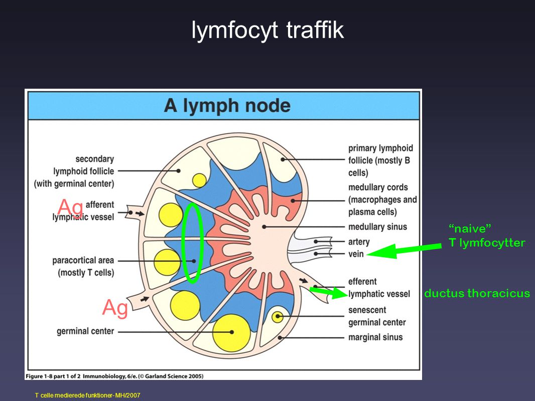 lymfocyt traffik Ag naive T lymfocytter ductus thoracicus