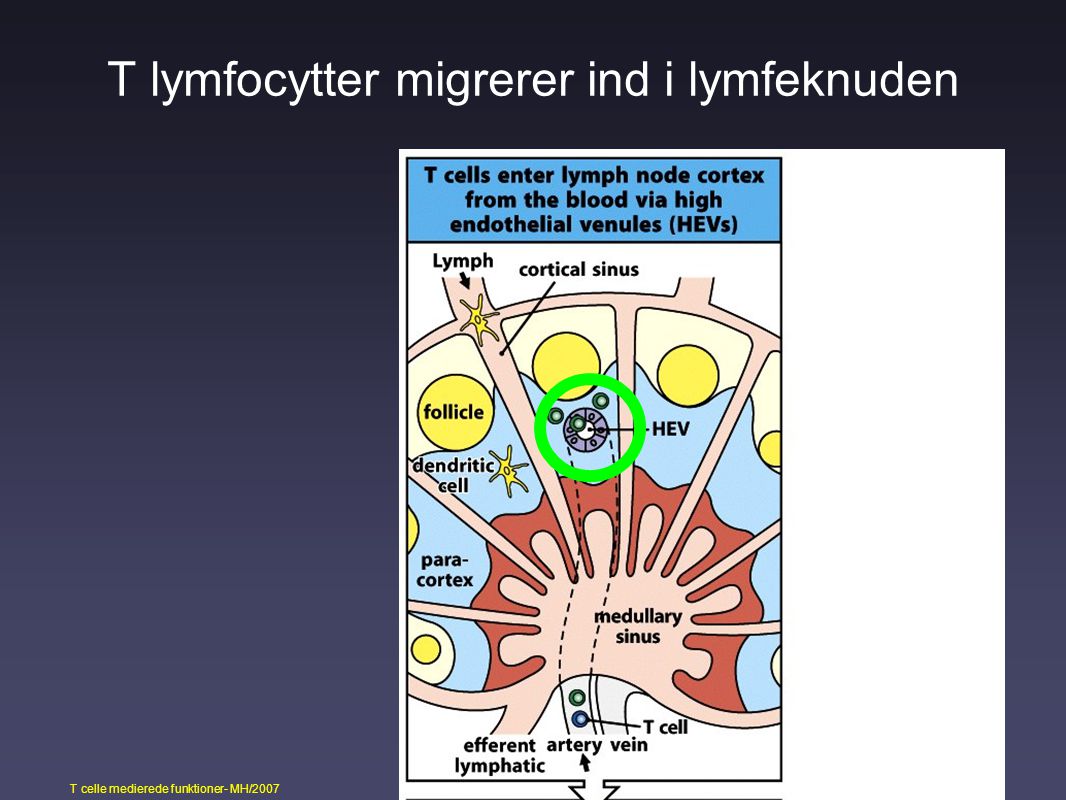 T lymfocytter migrerer ind i lymfeknuden